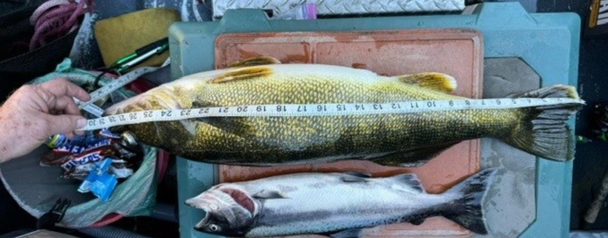 walleye, jack chinook