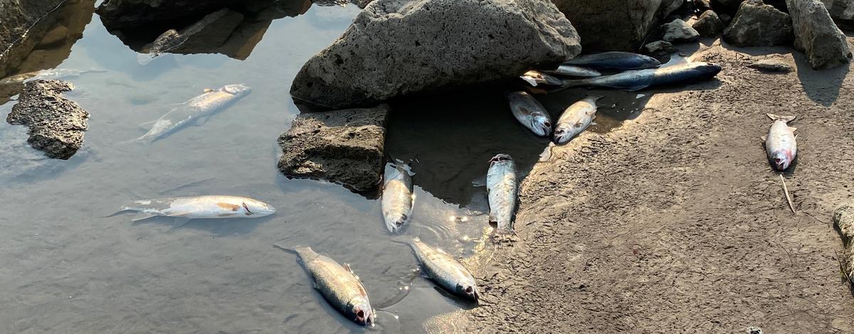 Dead trout lying in water and on a sandy shore near some large boulders.