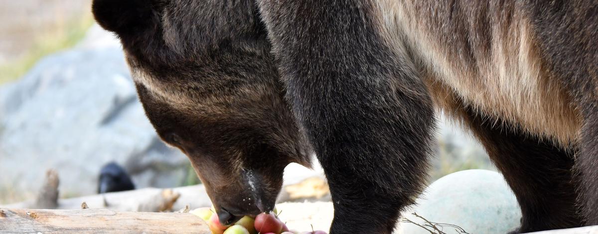 Discovery Center Bear eating apples