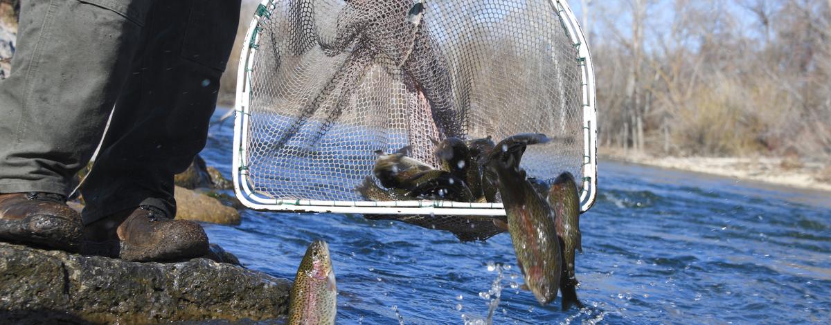 Fish Stocking Boise River 2020-2