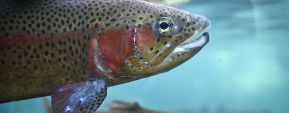 hatchery rainbow trout
