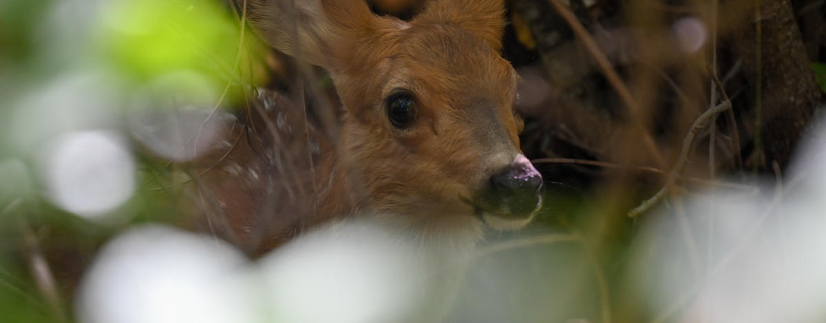 Spotted mule deer fawn hding in the shrubs at MK Nature Center 2022