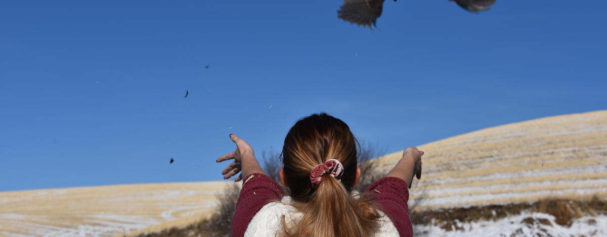 Pheasant release