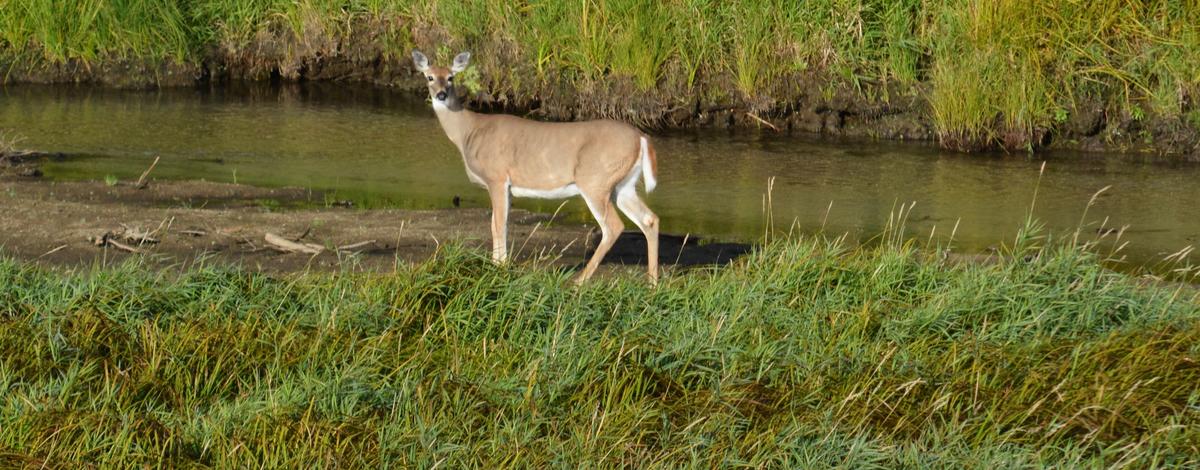 Epizootic Hemorrhagic Disease Detected In White-tailed Deer In The ...