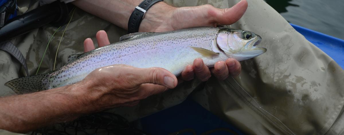 Idaho Power stocked 50,000 trout in C.J. Strike Reservoir in early March