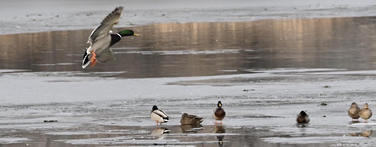 ducks waterfowl migratory hunting