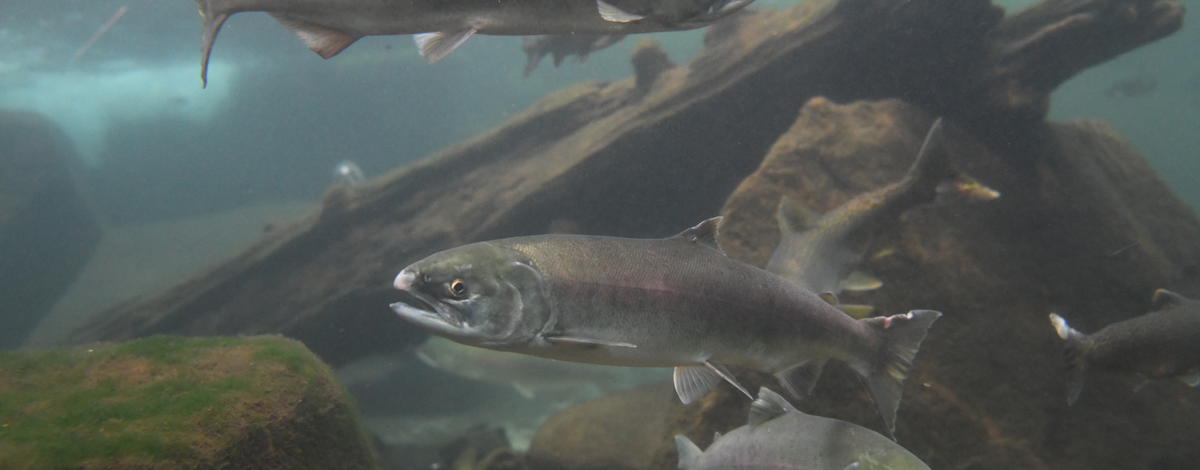 People can now see live sockeye at the MK Nature Center in Boise