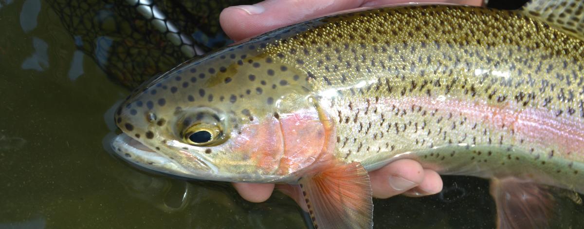 Three basics for early-season trout fishing, Outdoors