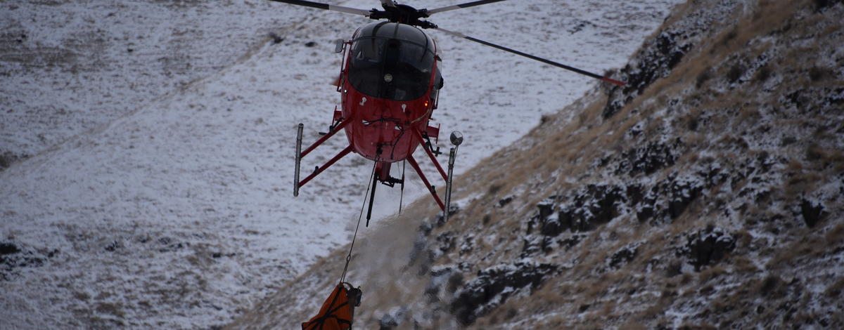 Bighorn sheep capture