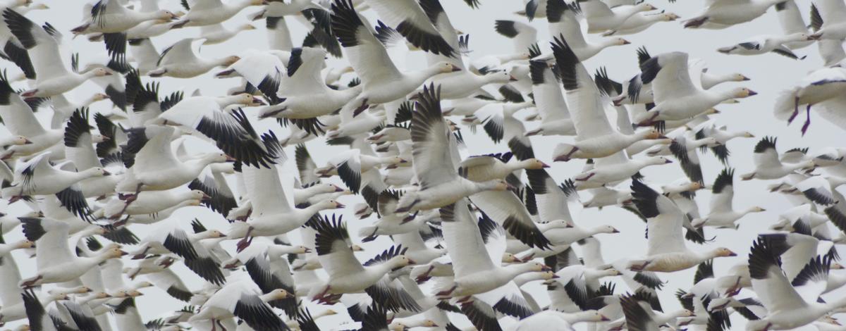 Snow geese flock, Southwest region, waterfowl, snow goose