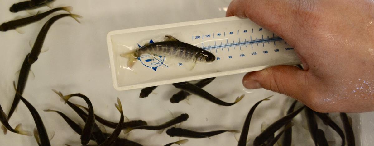 Chinook smolts in sorting tray. 