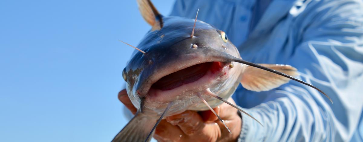 Catfish a plenty in the Snake River [video]