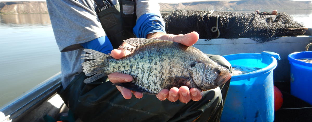 Crappie at CJ Strike Reservoir 