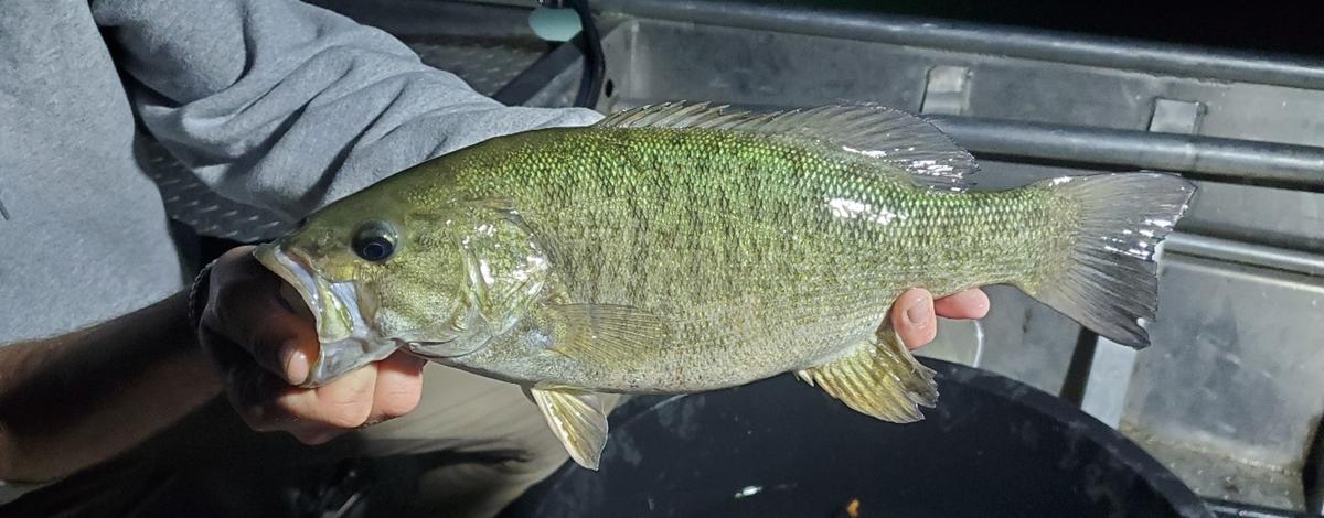 Smallmouth bass from Dworshak Reservoir
