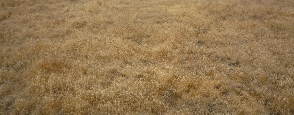 A field of cheatgrass