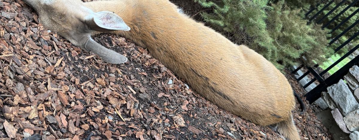 Deer killed by epizootic hemorrhagic disease in the Panhandle Region.