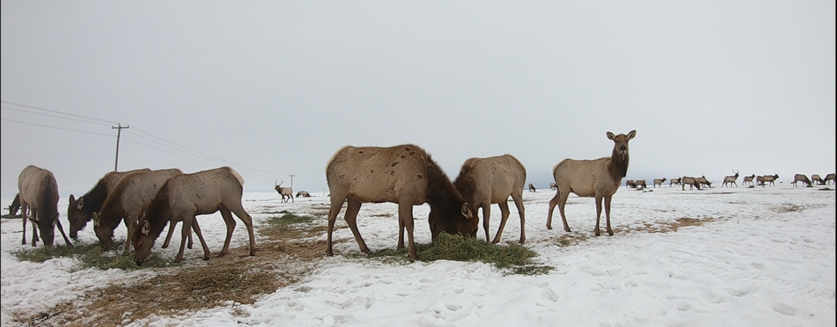 Elk on a hay feed line