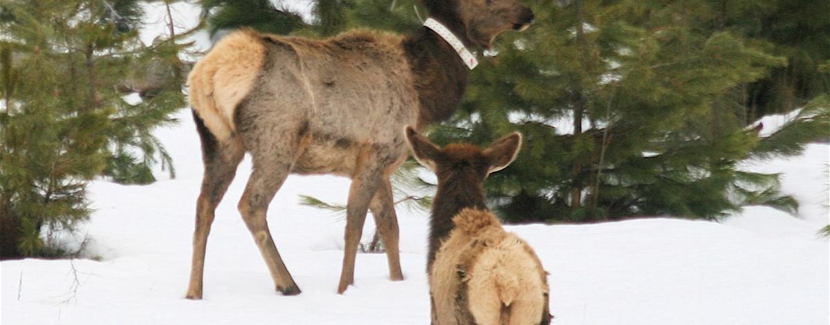 elk with collar