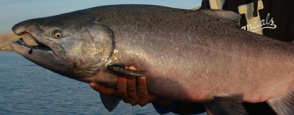 Close up of a fall Chinook