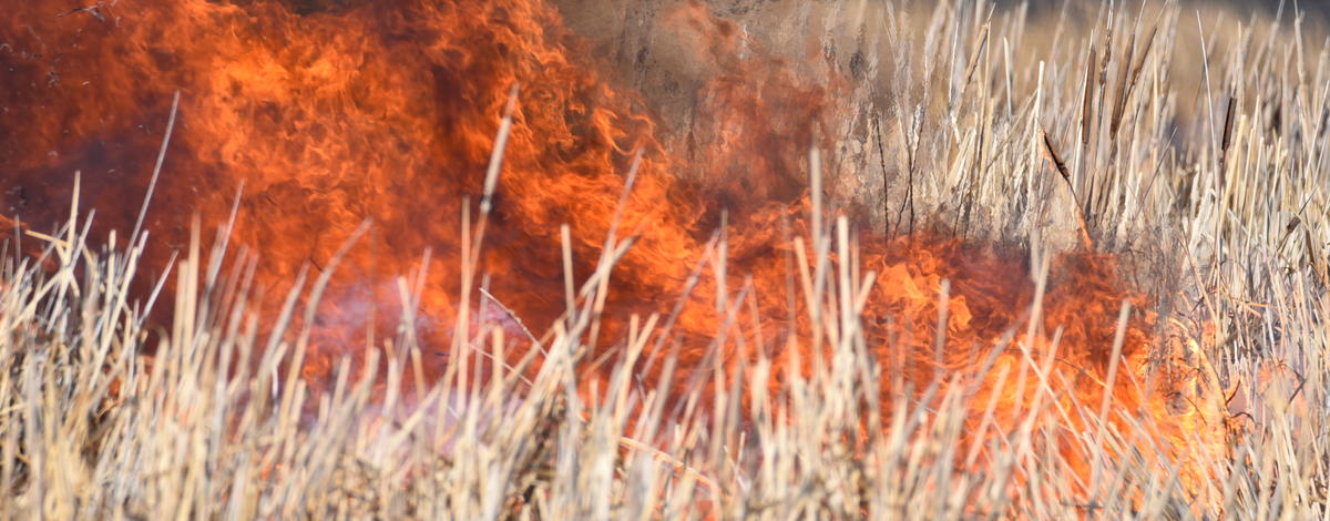 Fire burning in cattails