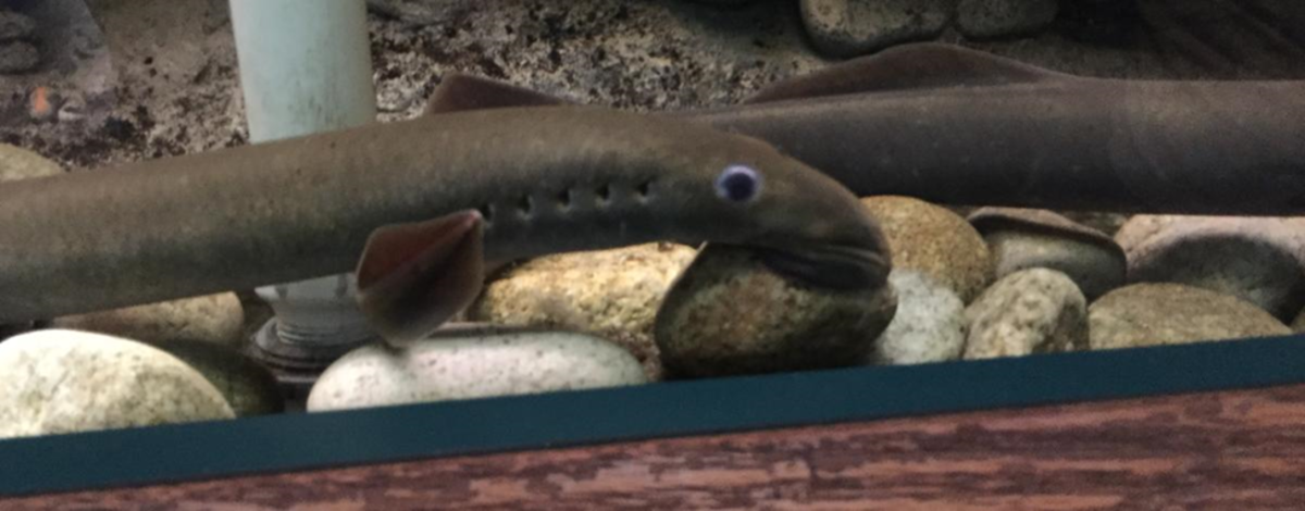 Adult Pacific Lamprey