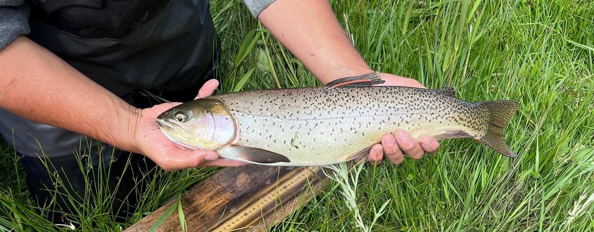 Fisheries technician is holding a hybrid trout above a measuring board in a grassy field. 
