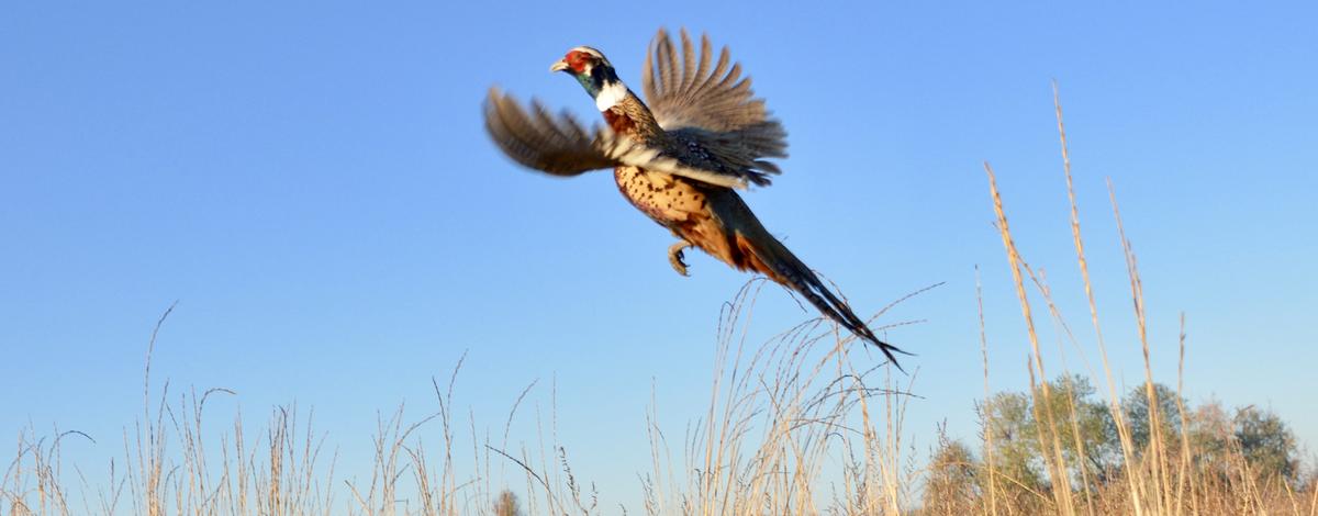 Pheasant flying