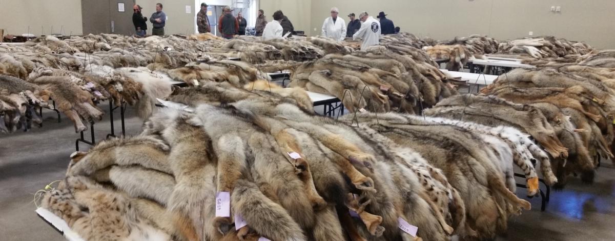 Fur sale in N. Idaho