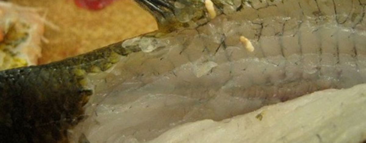 Common parasite found in Idaho panfish: Yellow grubs