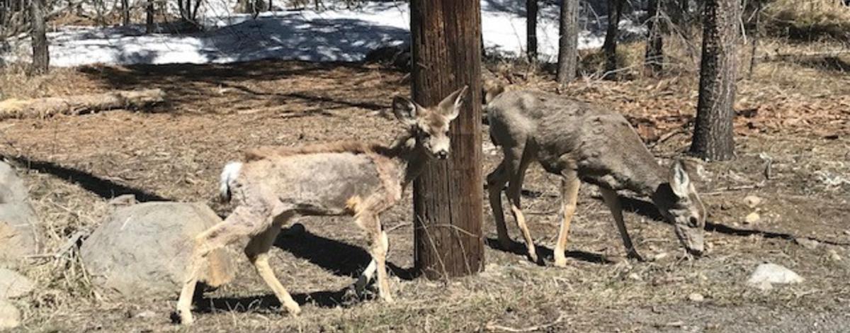 Two town deer, including a hairless fawn, stand together in McCall