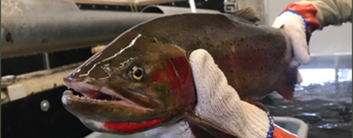 Henrys Lake Cutthroat