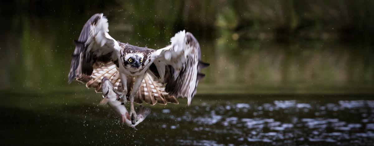 An osprey with a fish in its talons flies above a river