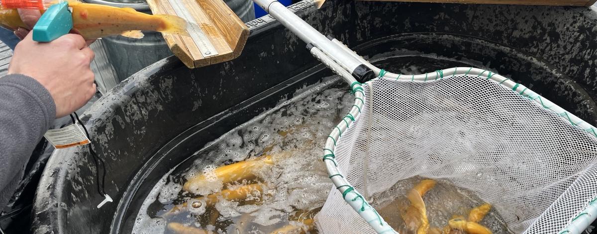 Banana trout tagged