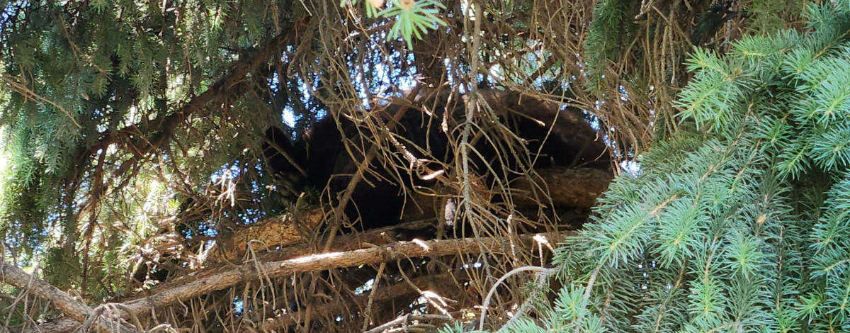 A black bear sitting on a limb of tree in a Nampa neighborhood
