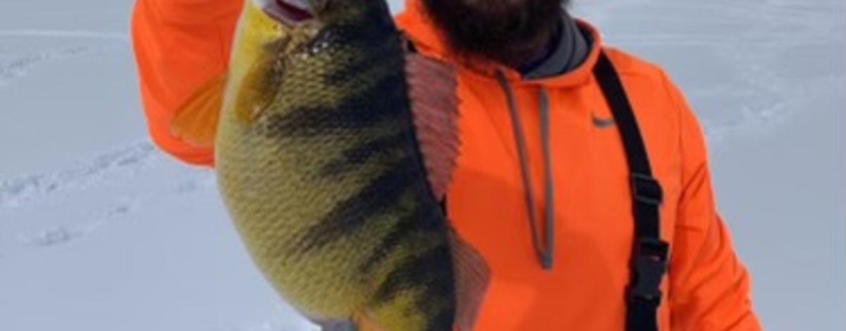 Yellow Perch Research, Fishing Wisconsin