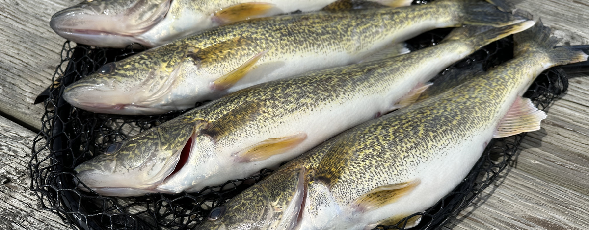 Walleye in Lake Pend Oreille.