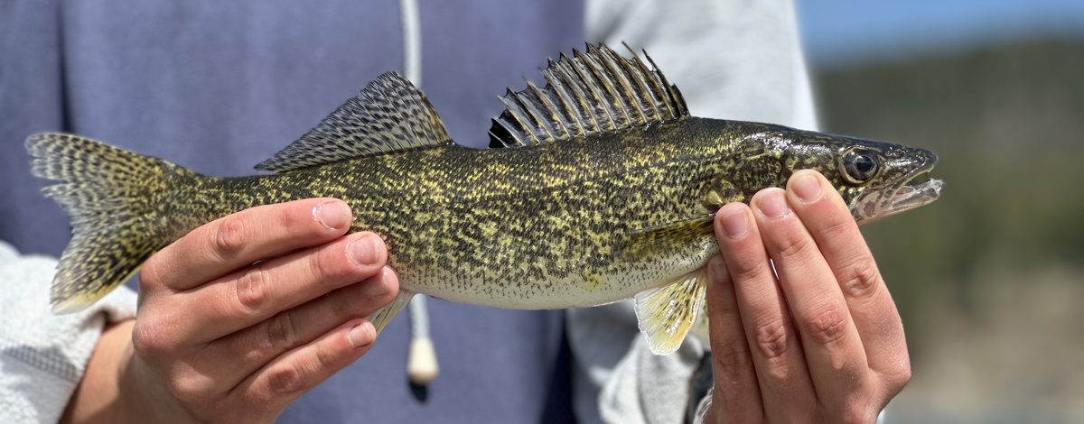 Want to catch walleye in Lake Pend Oreille? Here's everything you need to  know
