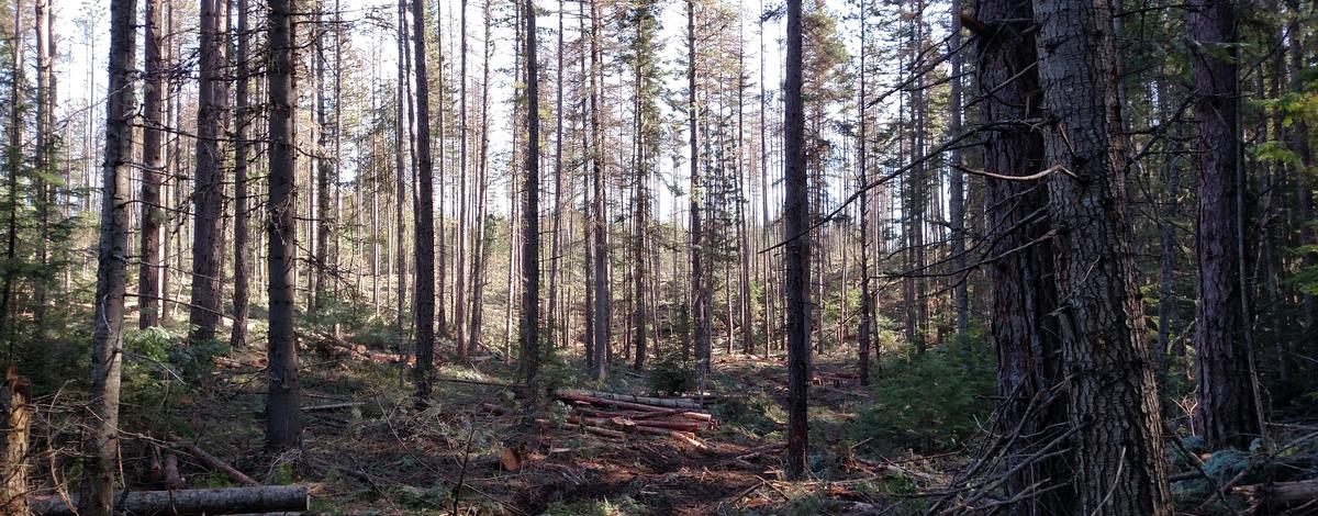 Timber at Farragut wildlife management area