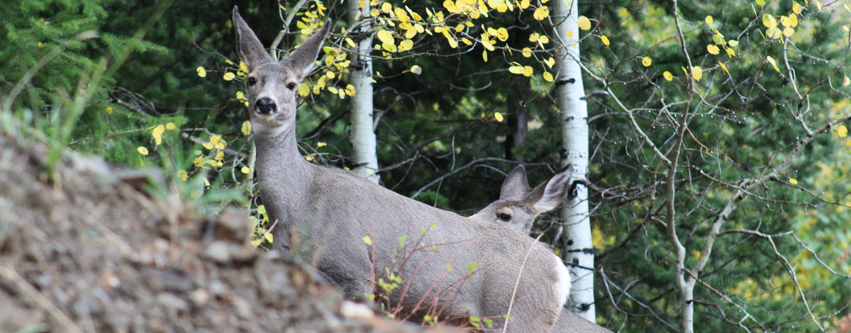 Two mule deer does stand on a hillside.