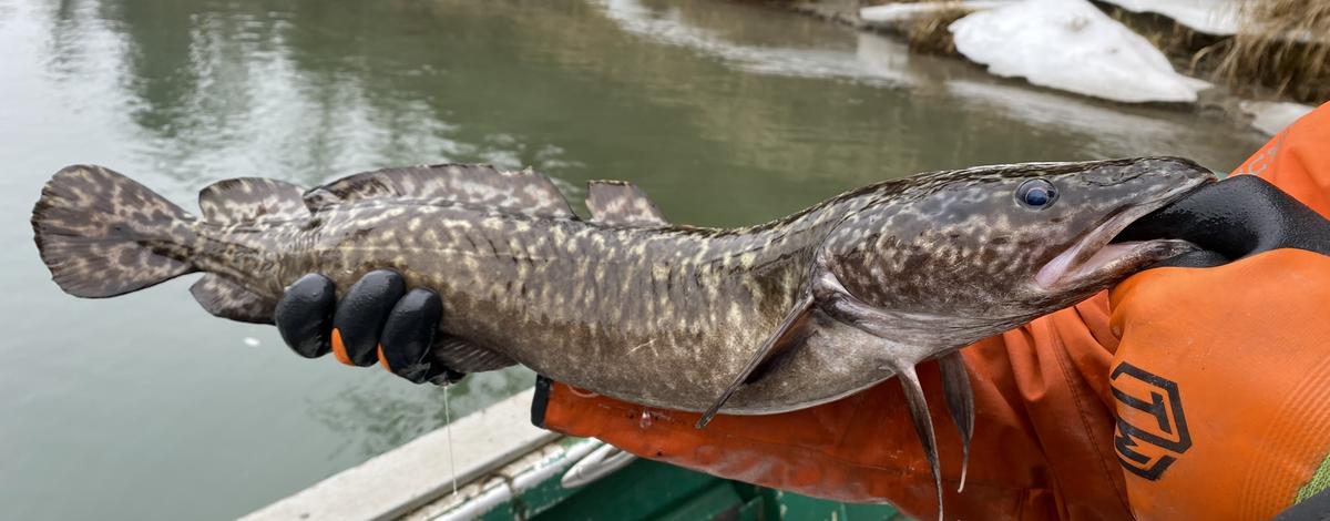 Burbot from the Kootenai River