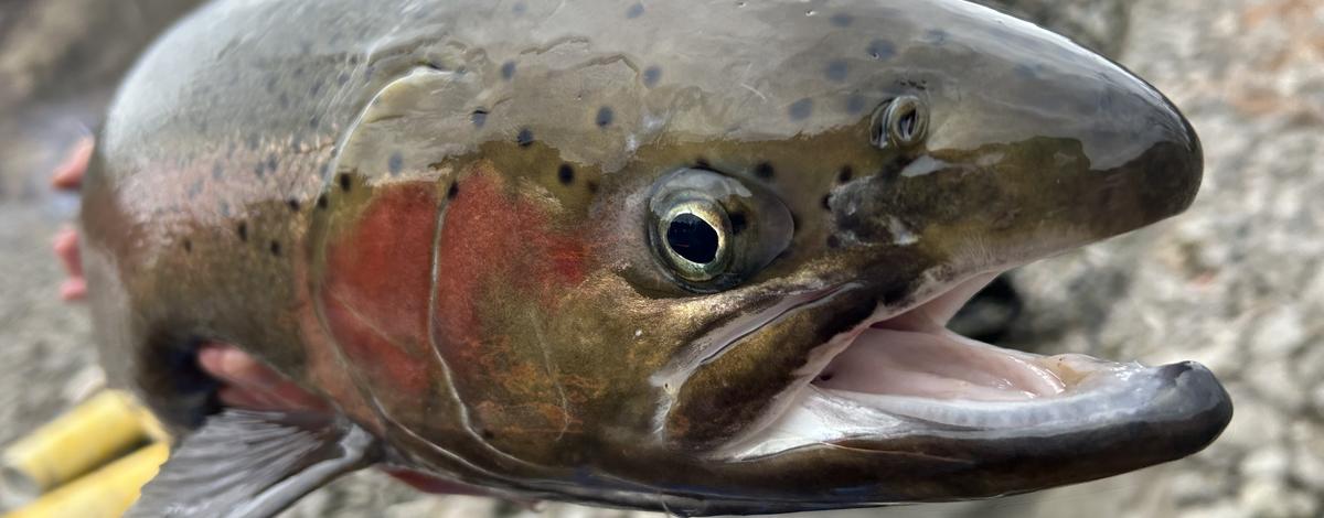 Second Wave Of Steelhead To Be Stocked In The Boise River | Idaho Fish ...