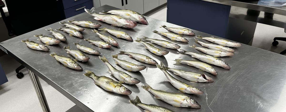 A total of 31 walleye taken from the Lake Lowell outlet sit on a table in the Southwest Region wet lab