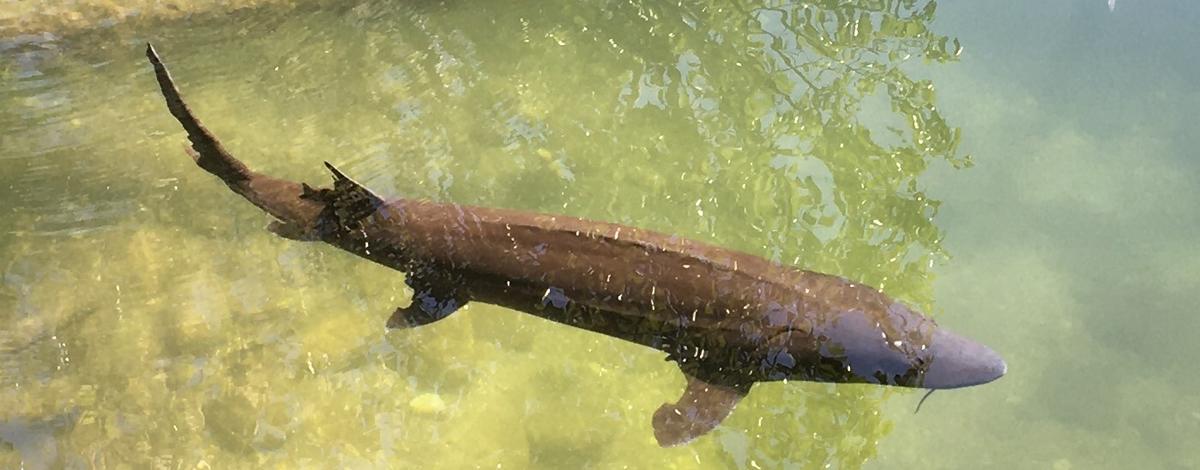 White Sturgeon swimming in MKNC pond