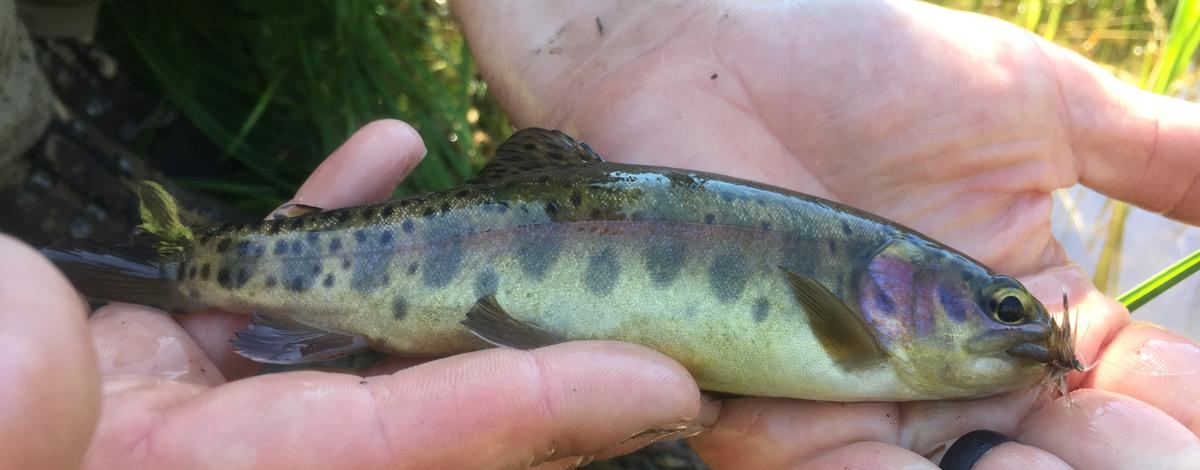 RainbowTrout_AlpineLakes