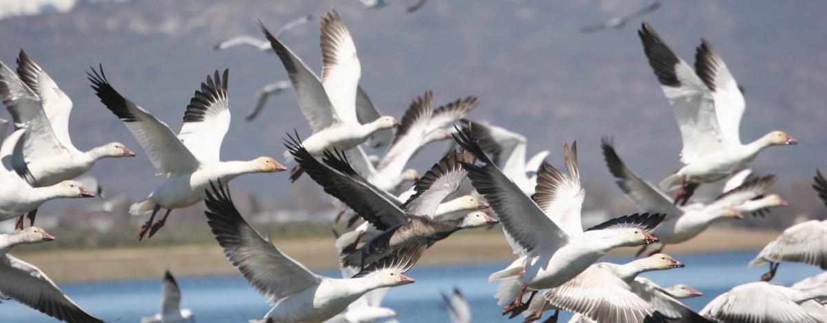 Snow geese, Magic Valley Region