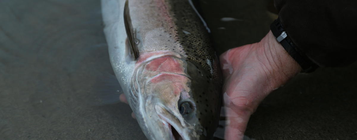 Wild Snake River steelhead