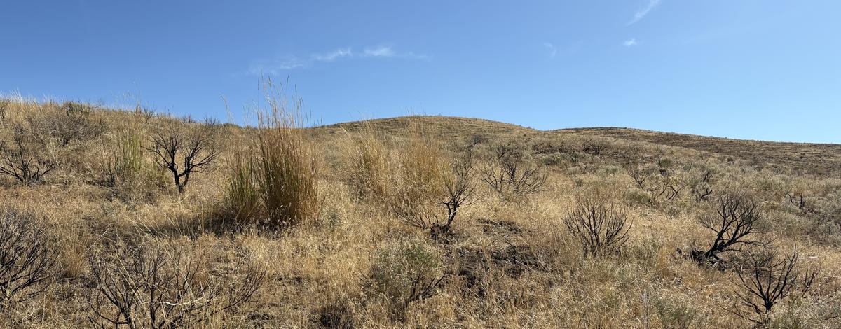 cheatgrass_aerialspraying_2025