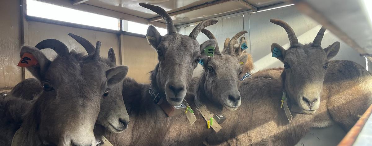 California bighorns relocation owyhees