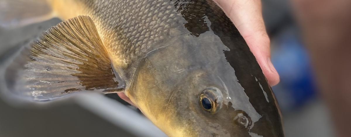 Largescale Sucker from Clearwater River