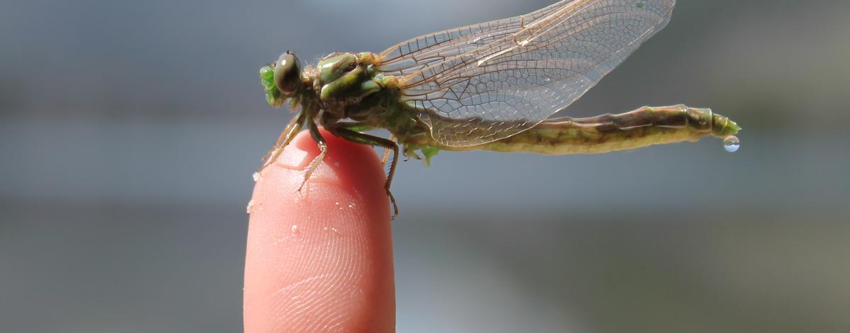 Dragonfly